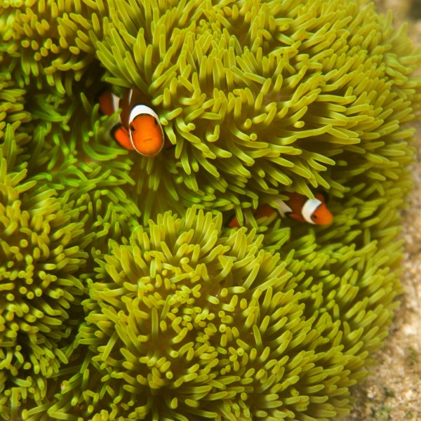 Malayasurf_Hero_0010_Malayasurf_Hero-15